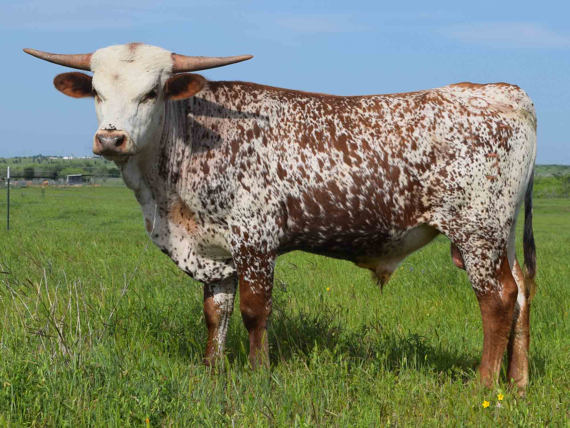 Rocking O Longhorns - Texas Longhorn Herd Sires And Bulls